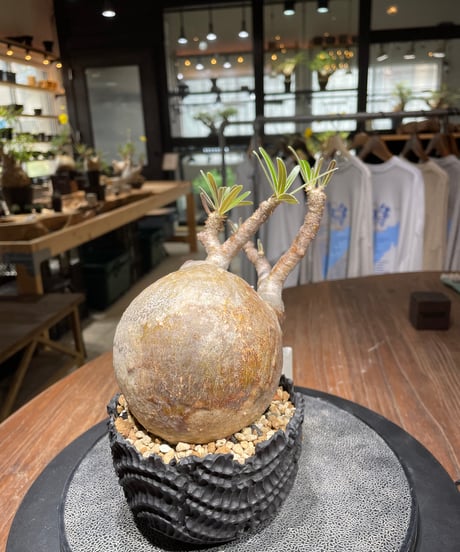パキポディウム グラキリス　Pachypodium gracilius 　発根済　(gk-437)dip鉢