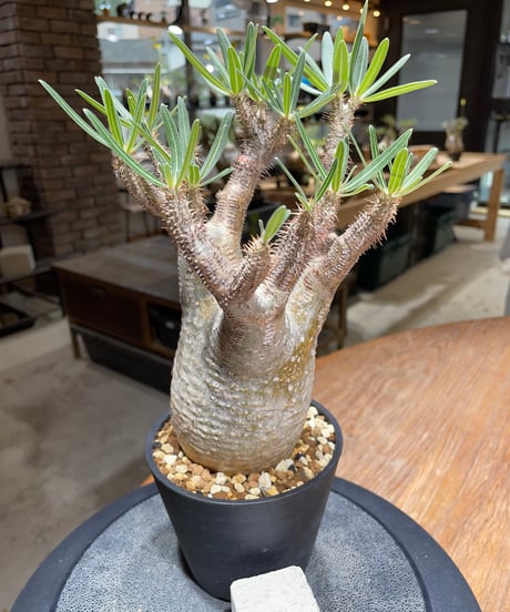 パキポディウム グラキリス　Pachypodium gracilius 　発根済　(gk-452）