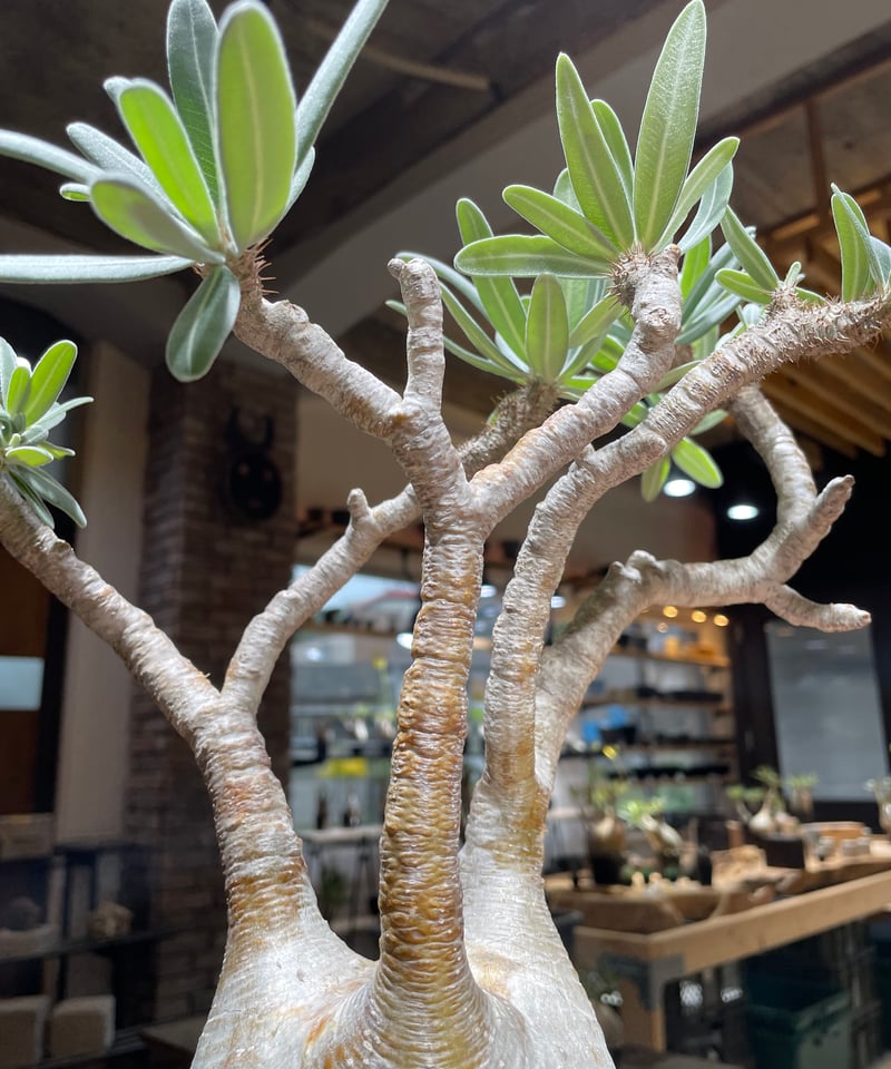 パキポディウム グラキリス Pachypodium gracilius ④ Pachypodium Gracilius - パキポディウム・グラキリス – VALIANT