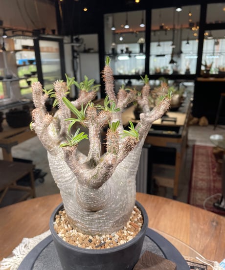 パキポディウム グラキリス　Pachypodium gracilius 　発根済　(gk-303)