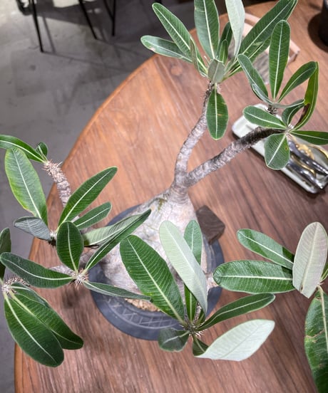 パキポディウム グラキリス　Pachypodium gracilius 　発根済　(gk-369)