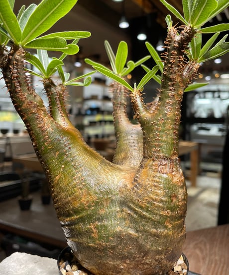 パキポディウム グラキリス　Pachypodium gracilius 　発根済　(gk-540)