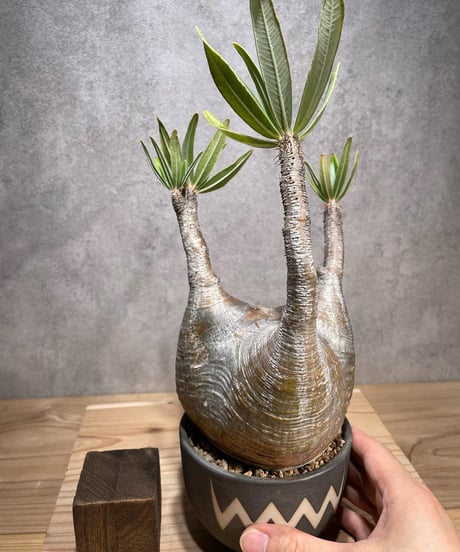 パキポディウム グラキリス　Pachypodium gracilius 　発根済　(商品番号gk-69valiem)  VALIEM 　(VALIEMタグ付き)