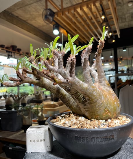 パキポディウム グラキリス　Pachypodium gracilius 　発根済　(gk-534)