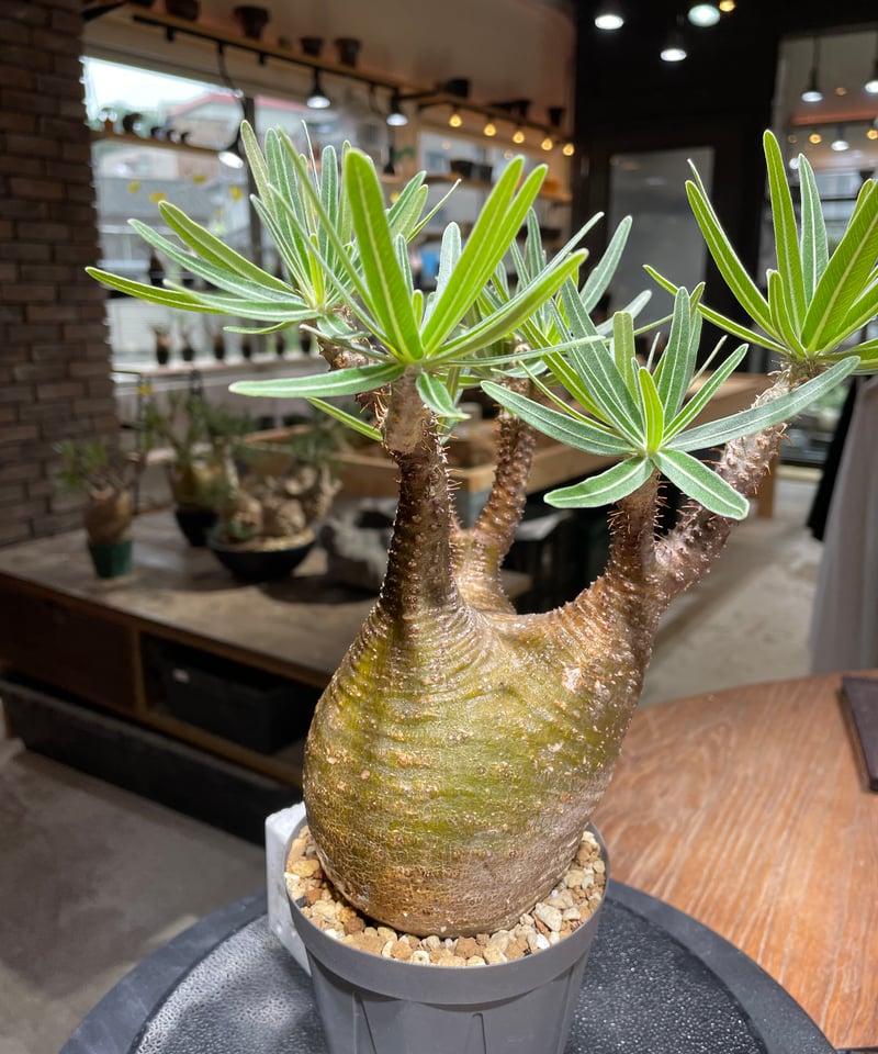 パキポディウム グラキリス Pachypodium gracilius 発根済 (gk-46