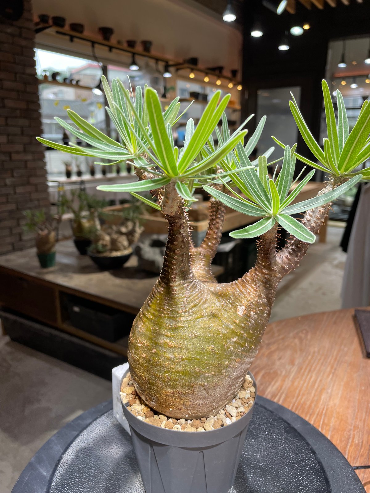 E*a様 41.パキポディウム グラキリス【発根済】 パキポディウム グラキリス Pachypodium gracilius 発根済 (gk-46