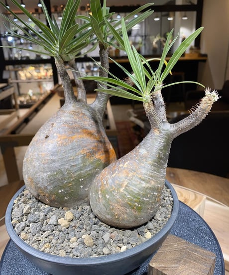 パキポディウム グラキリス　2頭　Pachypodium gracilius 　発根済　(商品番号gk-148)