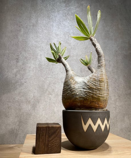 パキポディウム グラキリス　Pachypodium gracilius 　発根済　(商品番号gk-69valiem)  VALIEM 　(VALIEMタグ付き)