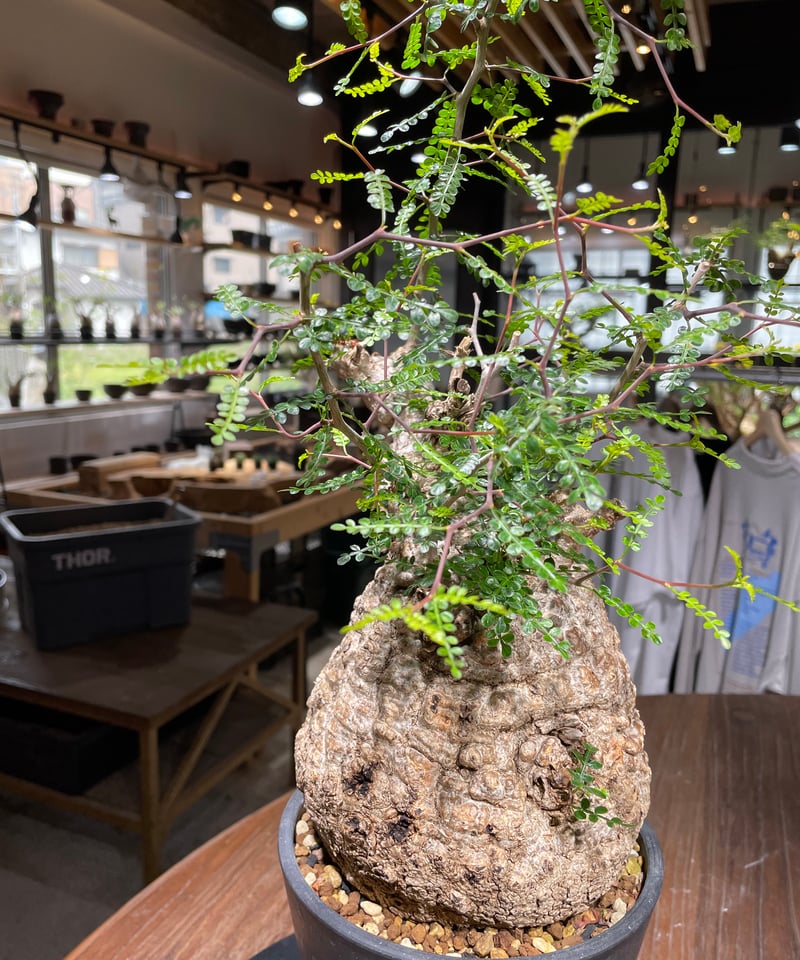 パキプス オペルクリカリア パキプス／Operculicarya pachypus 発根済 (商品番号P