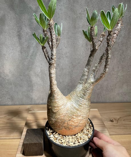 パキポディウム グラキリス　Pachypodium gracilius 　発根済　(商品番号gk-78)