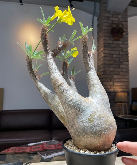 パキポディム グラキリス　Pachypodium gracilius 　発根済　(gk-205)