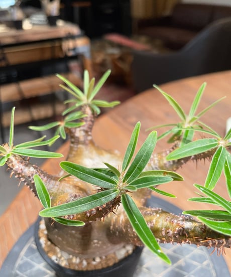 パキポディウム グラキリス　Pachypodium gracilius 　発根済　(gk-402)