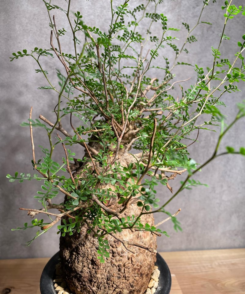 オペルクリカリア パキプス／Operculicarya pachypus 発根済 (商品番号P