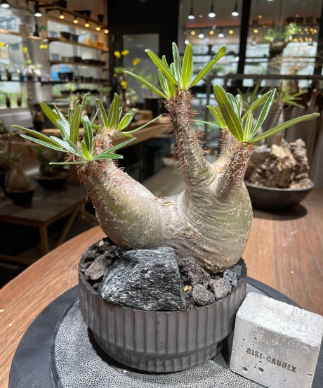 パキポディウム グラキリス　多頭　Pachypodium gracilius 　発根済　(gk-457 valiem）VALIEM　VOID　M