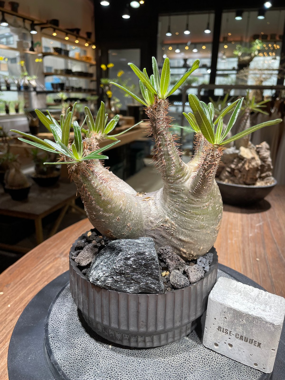 パキポディウム グラキリス 多頭 Pachypodium gracilius 発根済 (gk