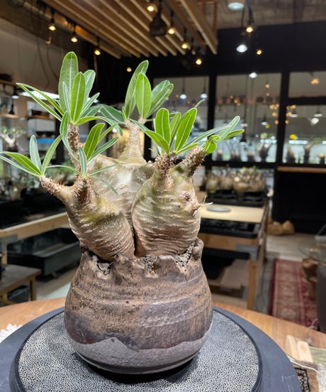 パキポディウム グラキリス　Pachypodium gracilius 　発根済　(gk-237) 鉢:姫野翔太