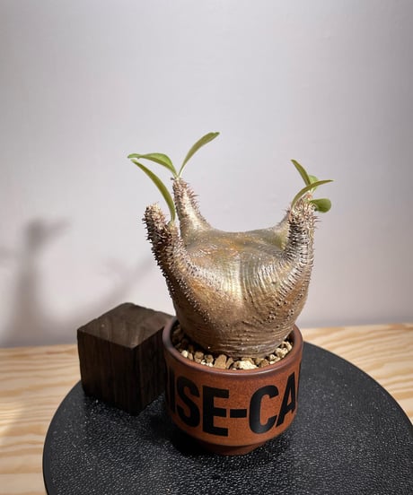 パキポディウム グラキリス　Pachypodium gracilius 　発根済　(商品番号gk-132valiem)VALIEM  (VALIEMタグ、巾着袋付き)