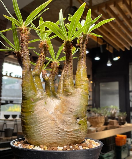 パキポディウム グラキリス　Pachypodium gracilius 　発根済　(gk-473)