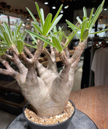 パキポディウム グラキリス　Pachypodium gracilius 　発根済　(gk-532)