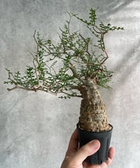 オペルクリカリア パキプス／Operculicarya pachypus　発根済　浅鉢用手乗りサイズ   (塊根幅6cm)　(商品番号PP-21)  (画像後半の陶器鉢は含まれません)