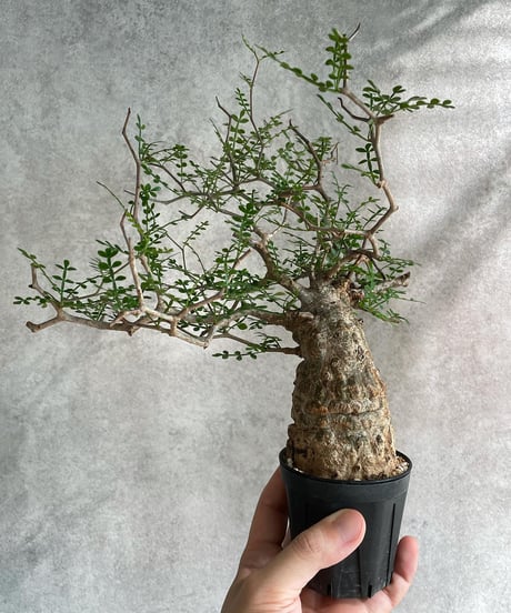 オペルクリカリア パキプス／Operculicarya pachypus　発根済　浅鉢用手乗りサイズ   (塊根幅6cm)　(商品番号PP-21)  (画像後半の陶器鉢は含まれません)