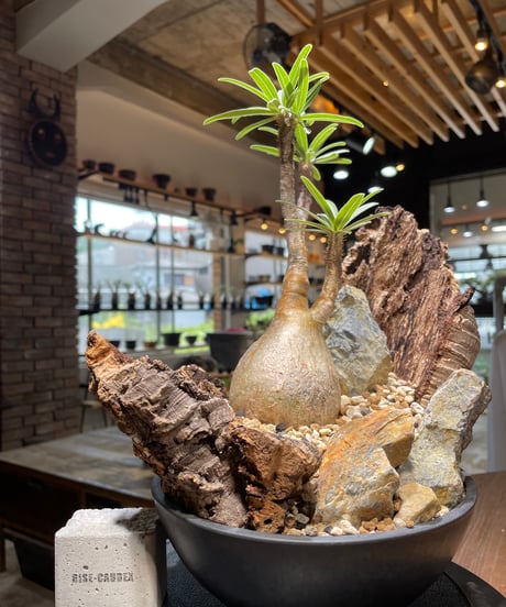 パキポディウム グラキリス　Pachypodium gracilius 　発根済　(gk-480)