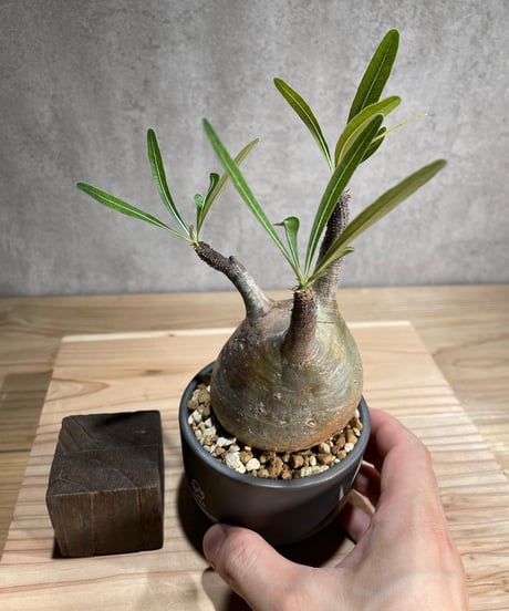 パキポディウム グラキリス　Pachypodium gracilius 　発根済　(商品番号gk-81valiem)  VALIEM 　(VALIEMタグ付き)