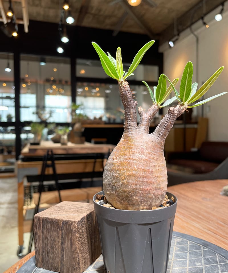 パキポディウム グラキリス Pachypodium gracilius 発根済 (gk-37