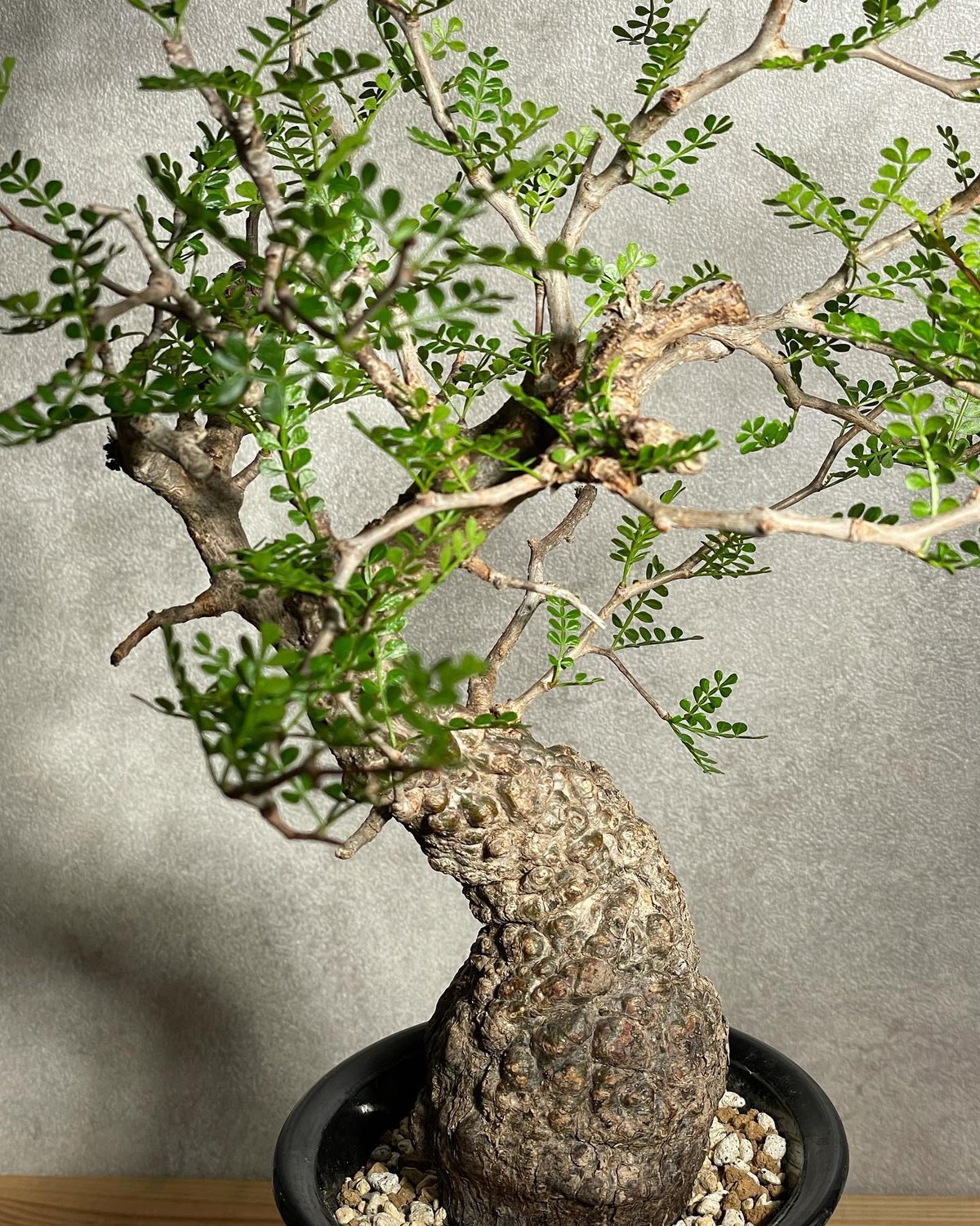 オペルクリカリア パキプス／Operculicarya pachypus 発根済