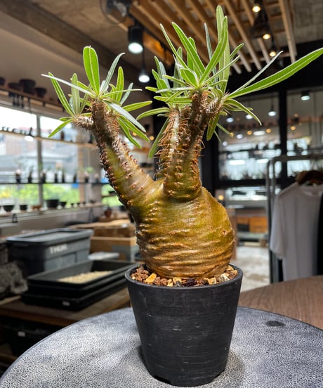 パキポディウム グラキリス　Pachypodium gracilius 　発根済　(gk-521）