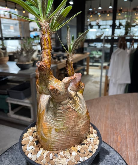パキポディウム グラキリス　Pachypodium gracilius 　発根済　(gk-559)