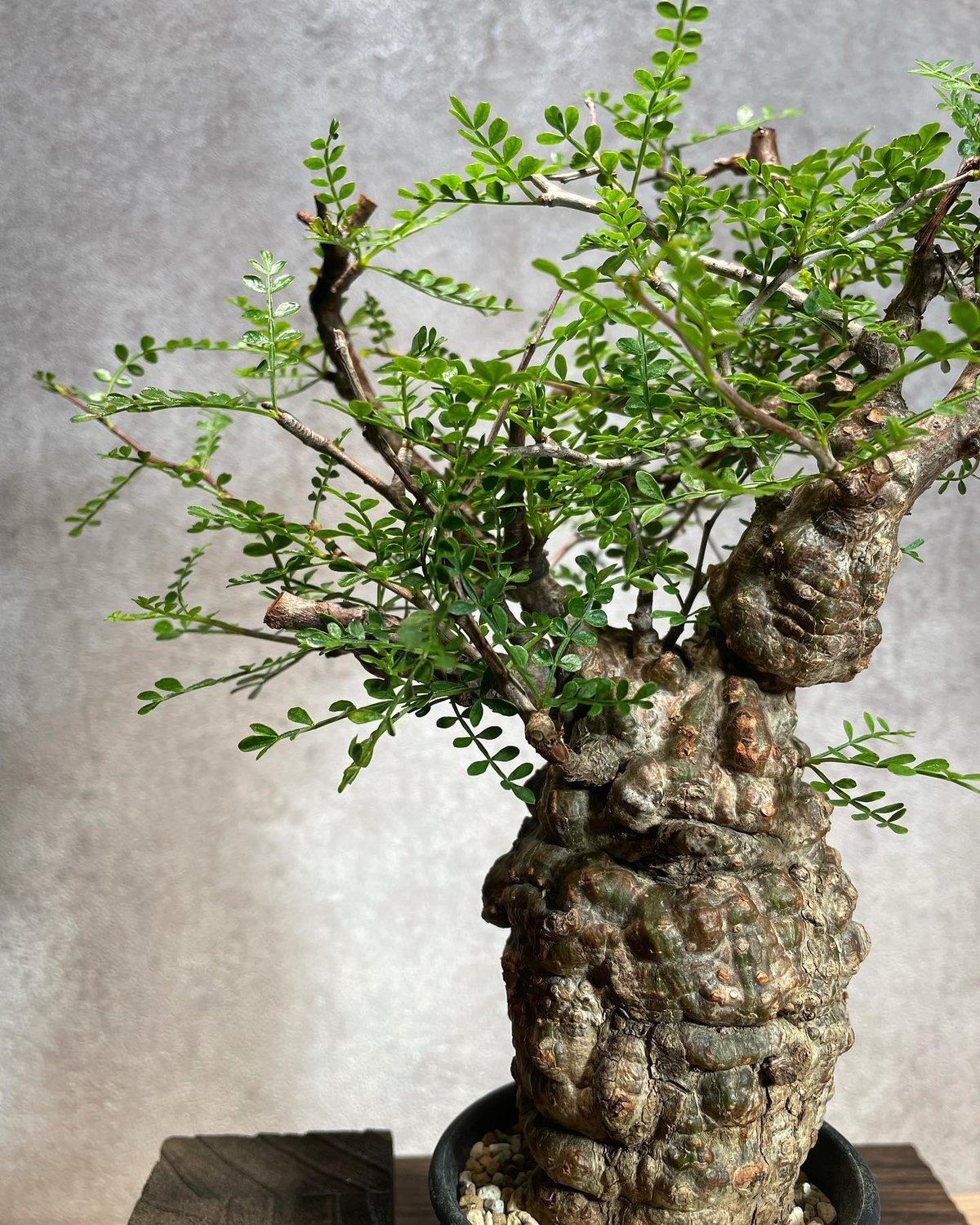 オペルクリカリア パキプス まん丸 手乗り オペルクリカリア パキプス