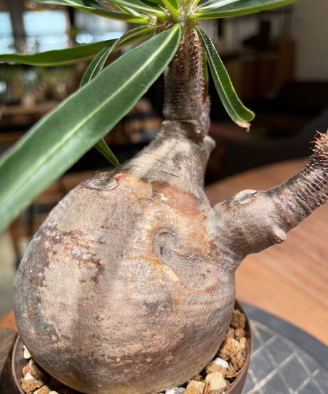 パキポディウム グラキリス　Pachypodium gracilius 　発根済　(gk-385)