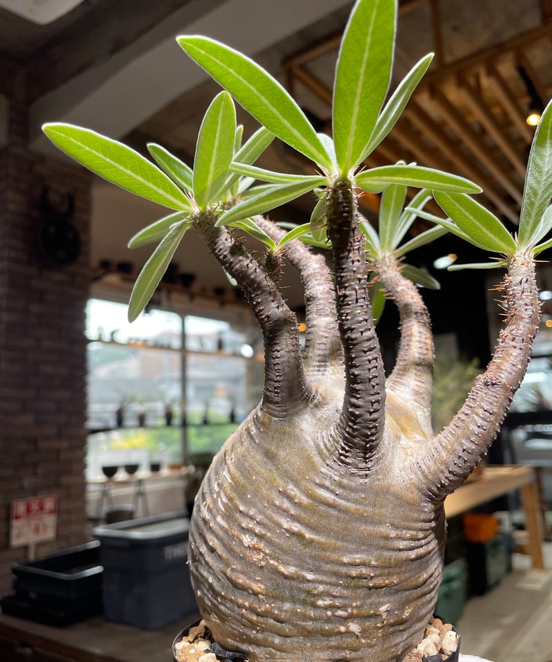 パキポディウム グラキリス Pachypodium gracilius 発根済 (gk-52