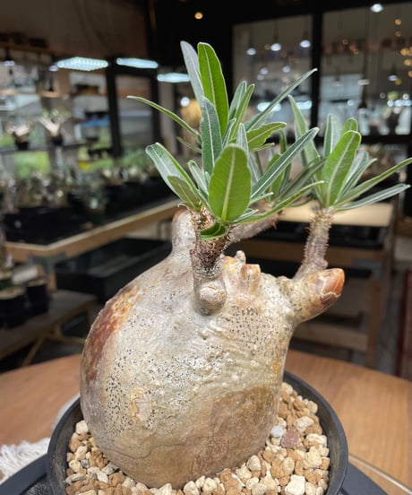 パキポディウム グラキリス　Pachypodium gracilius 　発根済　(gk-223)