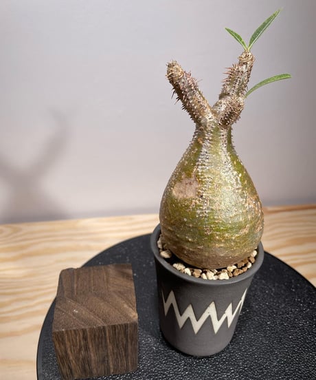 パキポディウム グラキリス　Pachypodium gracilius 　発根済　(商品番号gk-129valiem)VALIEM  (VALIEMタグ付き)