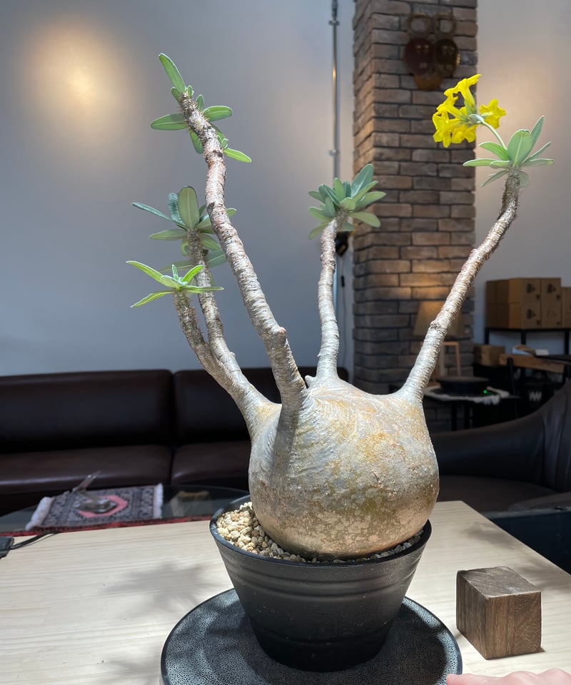 パキポディウム グラキリス Pachypodium gracilius 発根済 (gk-22