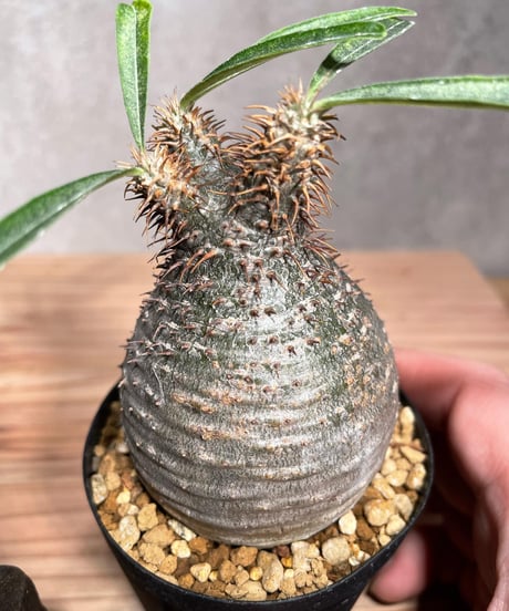 パキポディウム グラキリス　Pachypodium gracilius 　発根済　(商品番号gk-31)