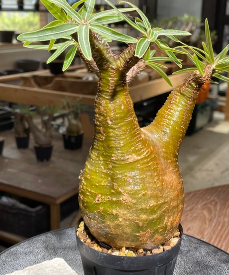 パキポディウム グラキリス　Pachypodium gracilius 　発根済　(gk-541)