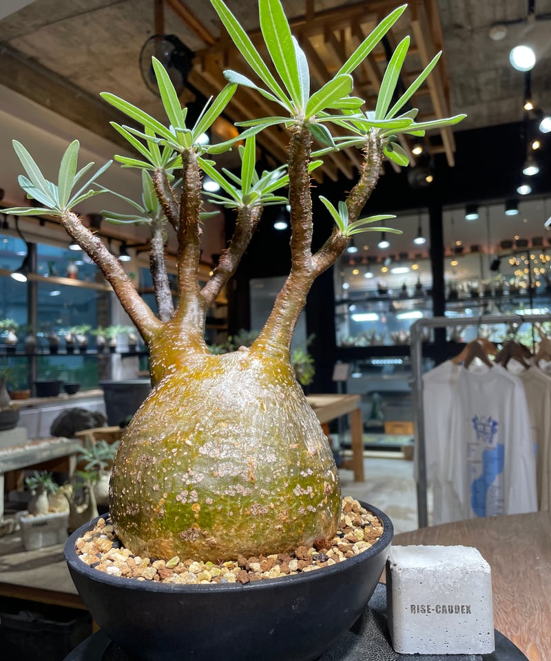 パキポディウム グラキリス Pachypodium gracilius 発根済 (gk-51