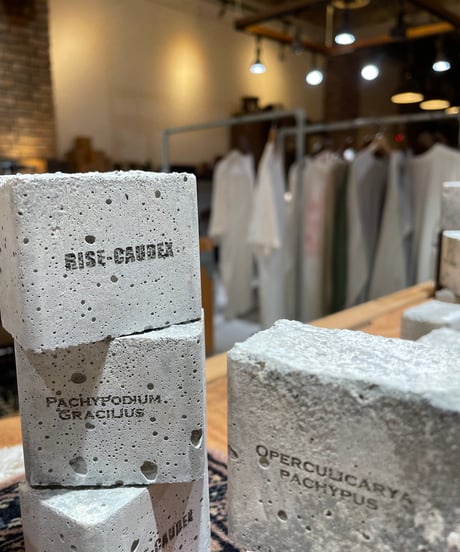 コンクリートオブジェ RISE-CAUDEX　1個
