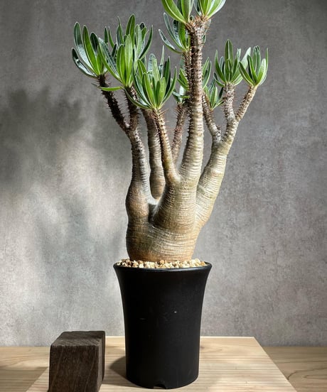 パキポディウム グラキリス　Pachypodium gracilius 　発根済　(商品番号gk-86)