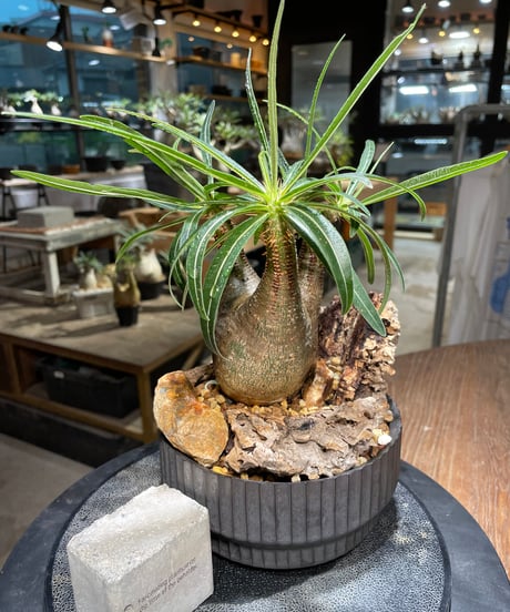 パキポディウム グラキリス　Pachypodium gracilius 　発根済　(gk-514valiem）