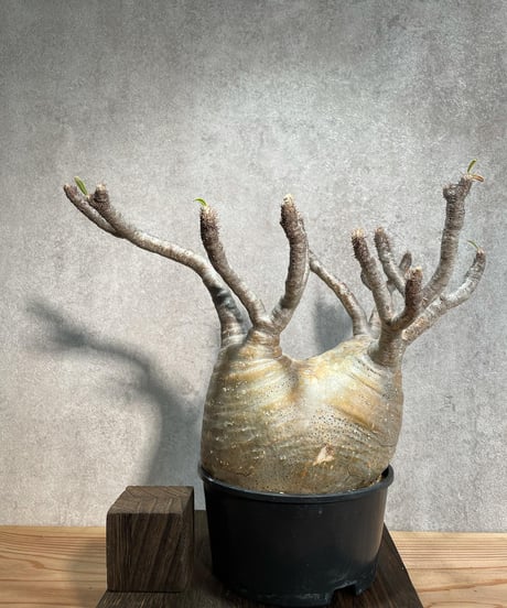 パキポディウム グラキリス　Pachypodium gracilius 　発根済(塊根幅10～14ｃｍ)　(商品番号gk-18)