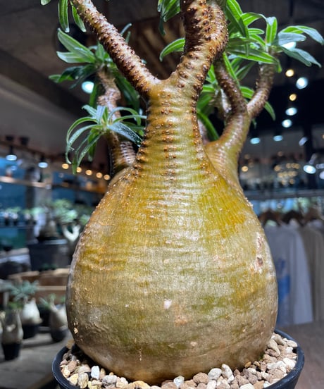 パキポディウム グラキリス　Pachypodium gracilius 　発根済　(gk-518）