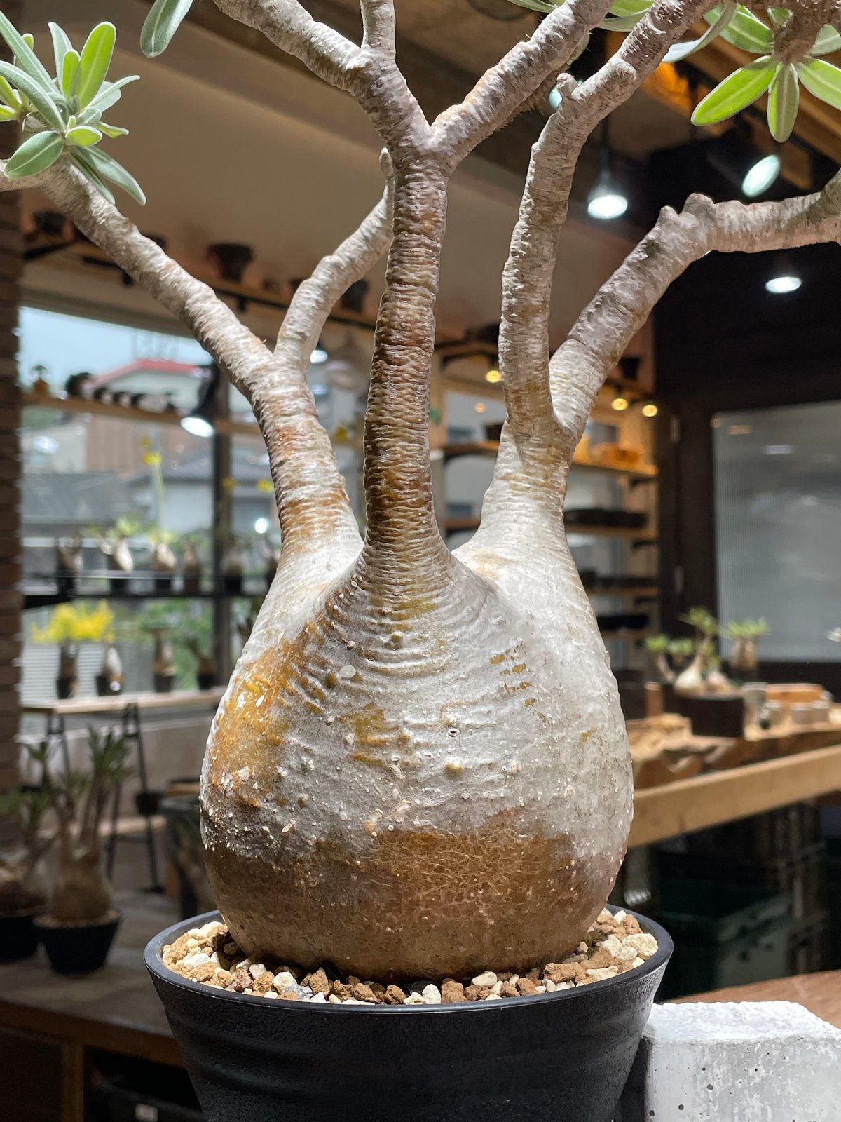 パキポディウム グラキリス Pachypodium gracilius ② Pachypodium Gracilius - パキポディウム・グラキリス – VALIANT