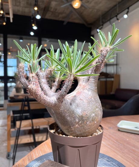 パキポディウム グラキリス　Pachypodium gracilius 　発根済　(gk-405)