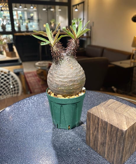 パキポディウム グラキリス　Pachypodium gracilius 　発根済　(商品番号gk-193)