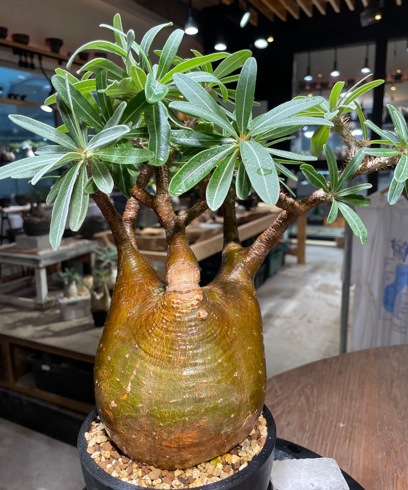 パキポディウム グラキリス　発根済み グラキリス10】発根済み グラキリス パキポディウム 現地球