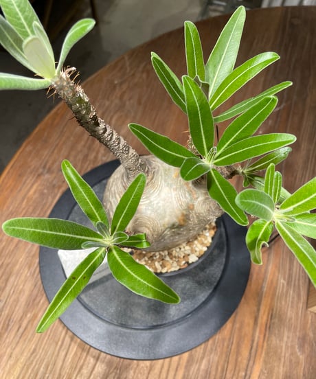パキポディウム グラキリス　Pachypodium gracilius 　発根済　(gk-441）